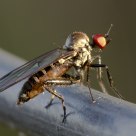 redeye